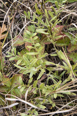 Lithospermum canescens