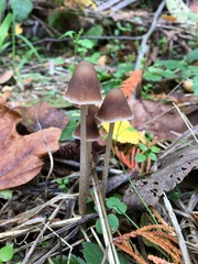 Psathyrella gracilis
