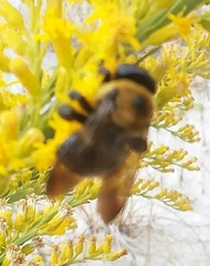 Xylocopa virginica image