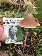 Psathyrella gracilis