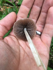 Psathyrella gracilis