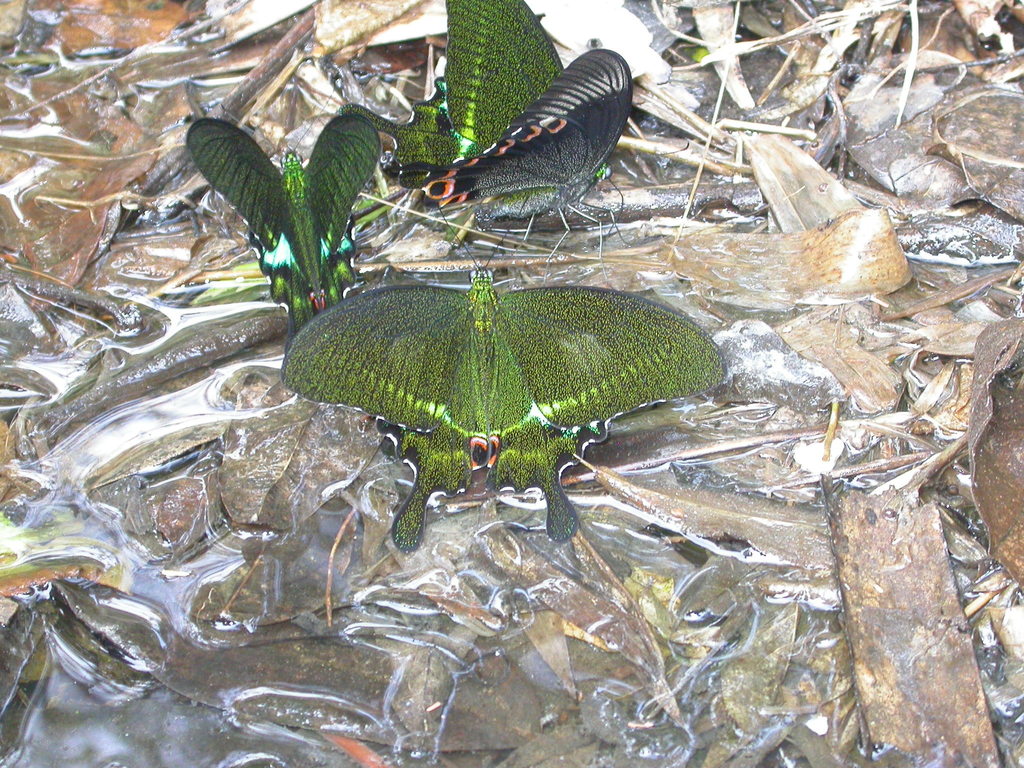 巴黎翠凤蝶（Papilio paris）