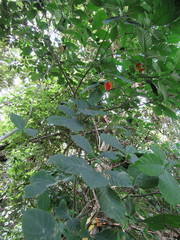 Tabernaemontana glabra