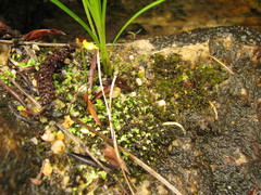 Utricularia pusilla