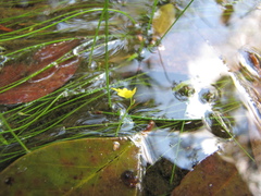 Utricularia pusilla