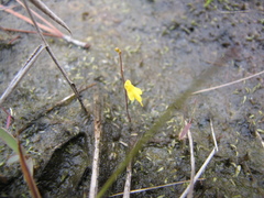 Utricularia pusilla