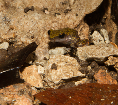 Eleutherodactylus marnockii