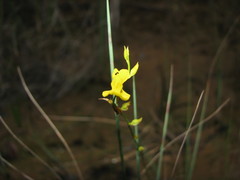 Utricularia subulata