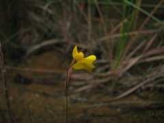 Utricularia subulata