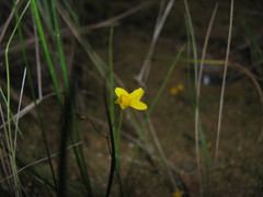 Utricularia subulata