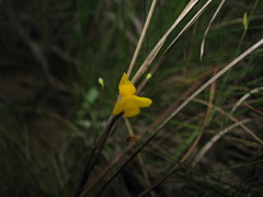 Utricularia subulata