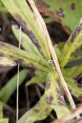 Lithospermum canescens
