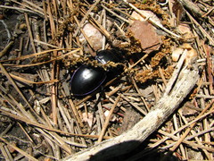 Pasimachus depressus