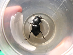 Pasimachus depressus