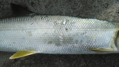 Elops machnata
