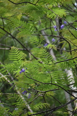 Jacaranda caucana