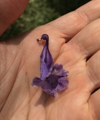 Jacaranda caucana