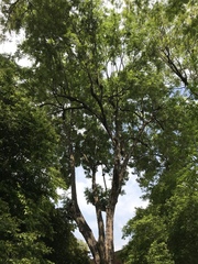 Jacaranda caucana