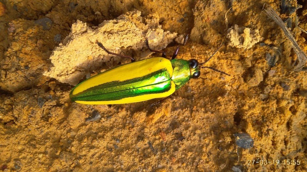 Chrysochroa limbata