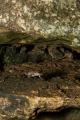 Eleutherodactylus marnockii