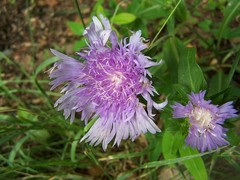 Stokesia