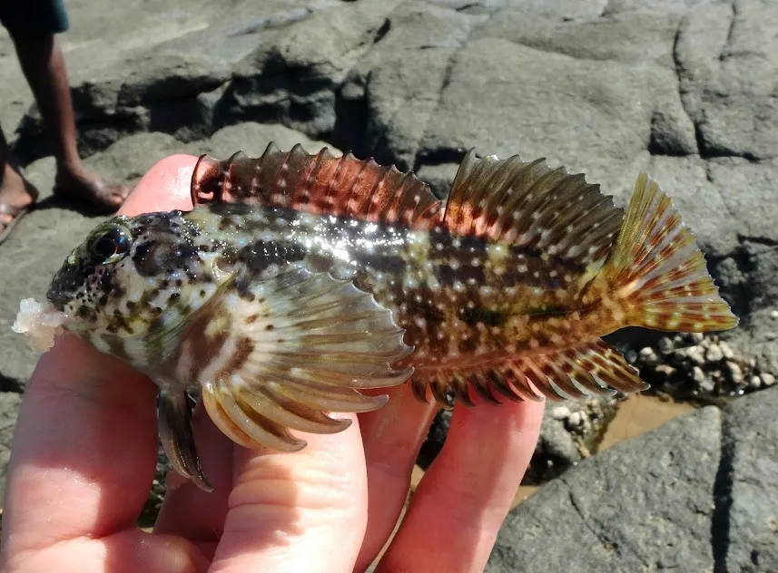 Kosi Rockskipper photo 3