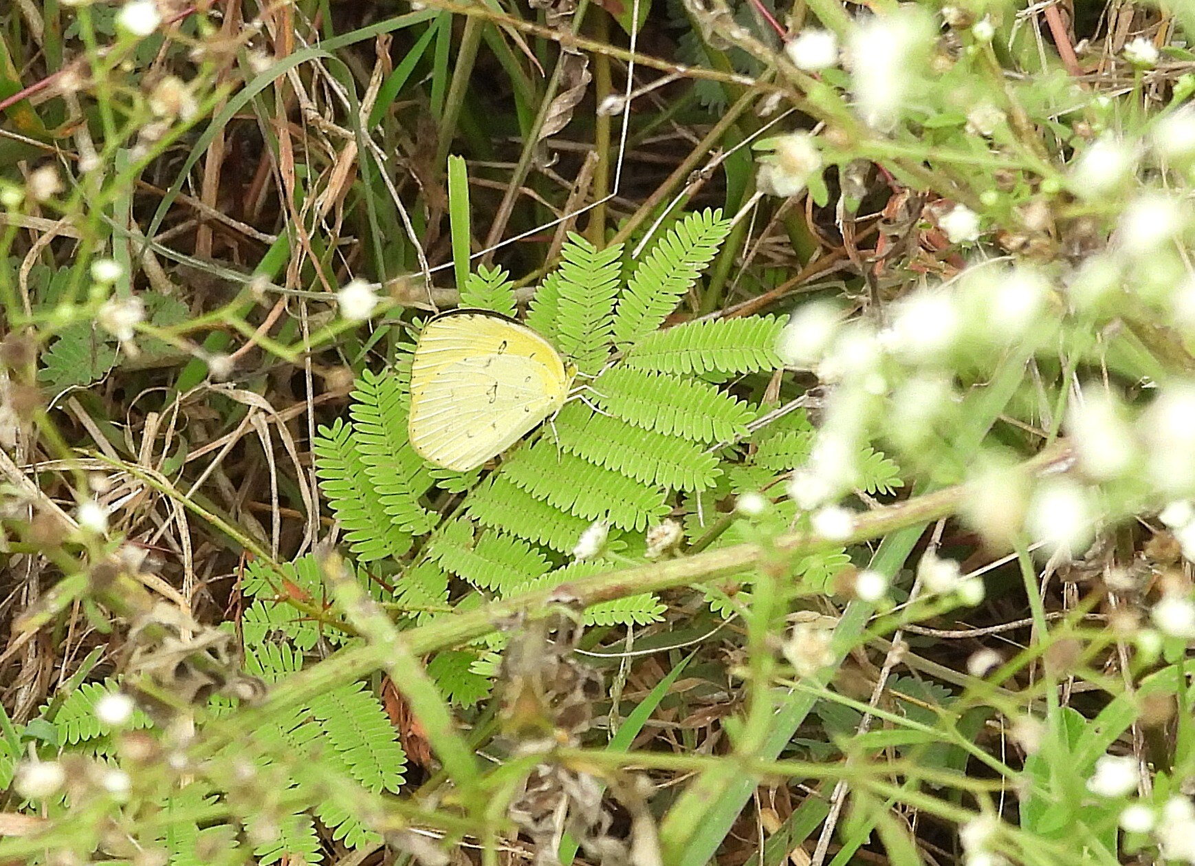 Common Grass Yellow