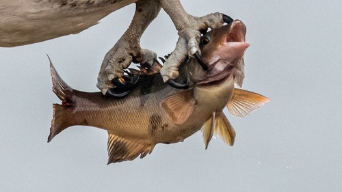California sheephead