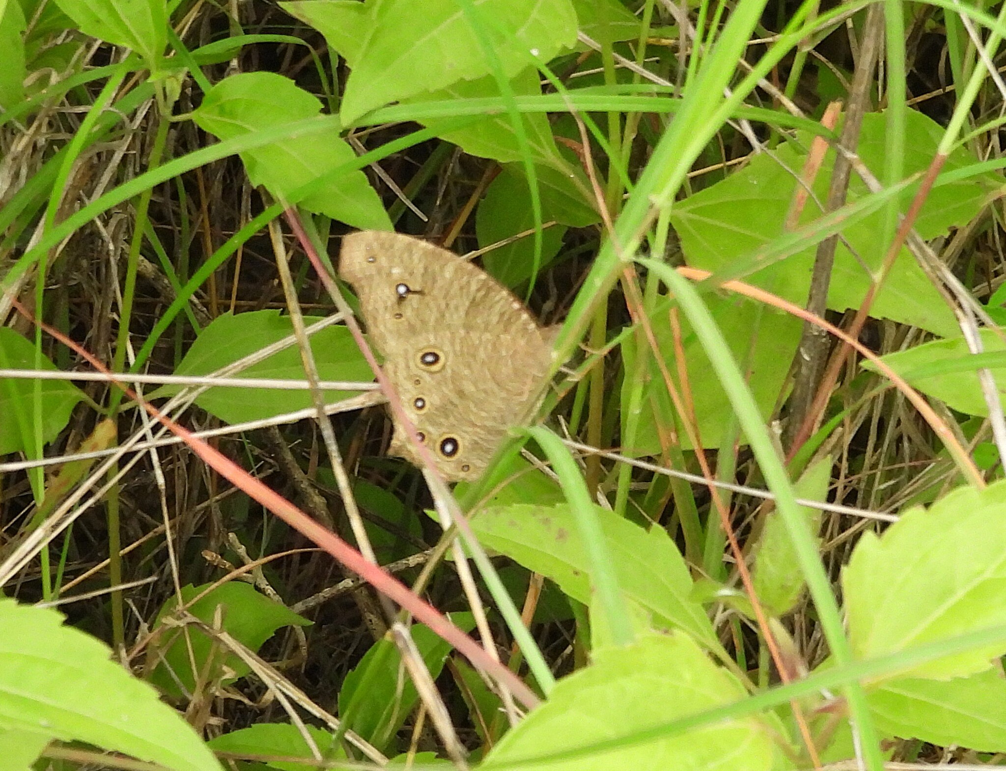 Common Evening Brown