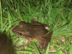 Limnonectes leporinus