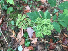 Angelica triquinata