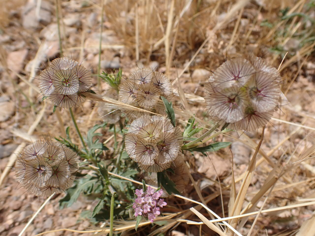 Lomelosia Stellata (Lomelosia stellata)