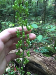 Actaea podocarpa