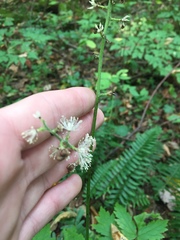 Actaea podocarpa