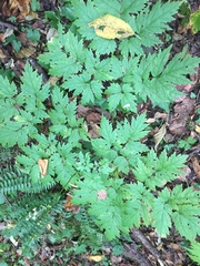 Actaea podocarpa