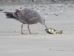 Metacarcinus magister