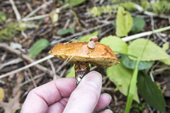Suillus grevillei