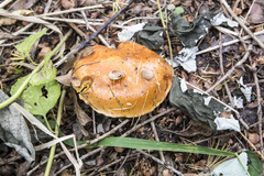 Suillus grevillei
