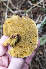 Suillus grevillei