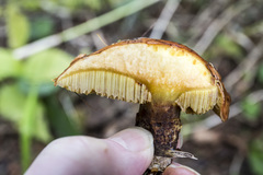 Suillus grevillei