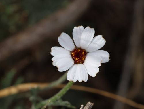 Rhodanthemum gayanum