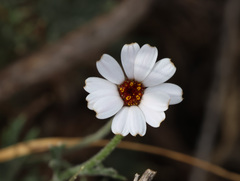 Rhodanthemum gayanum