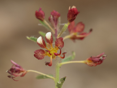 Cleome violacea, photograph 2