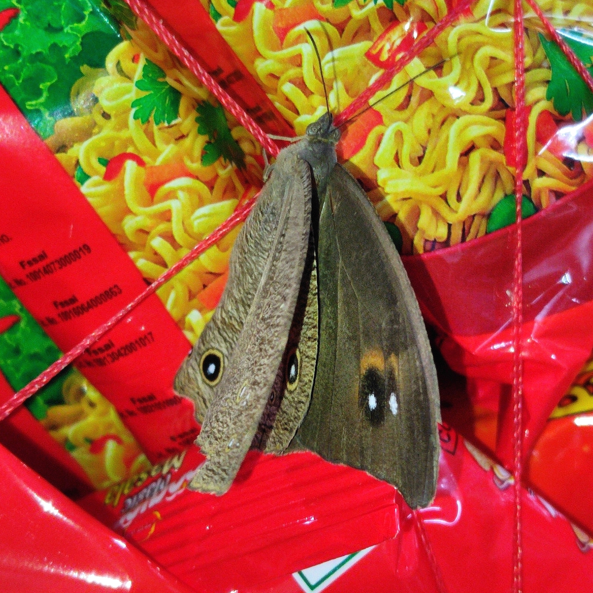 Common Evening Brown