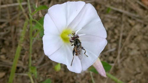 Tropidia fasciata
