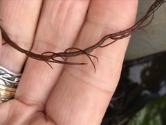 Gracilariopsis