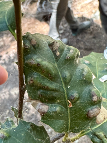 iNaturalist observation photo of Live Oak Erineum Mite