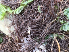 Gracilariopsis