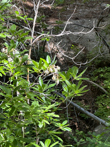 iNaturalist observation photo of western azalea
