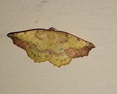 Antepione thisoaria